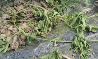 西瓜枯萎病如何防治？