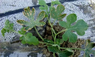 如何區(qū)分西瓜葉片是高溫燙傷還是病害？