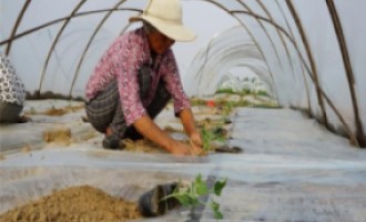 西瓜苗移植什么時候澆定根水？