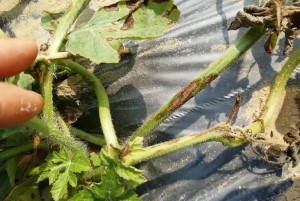 西瓜蔓枯病怎樣防治？