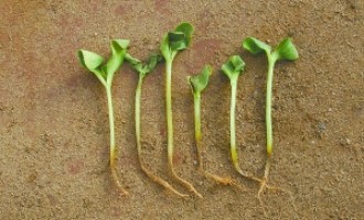 西瓜猝倒病和立枯病如何區(qū)分？