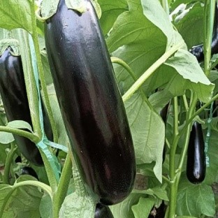 黑長茄